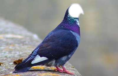 Pigeon Fotomontáž