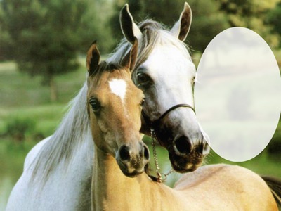 horses Photo frame effect