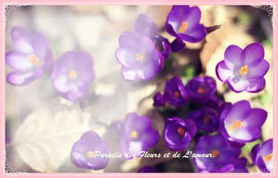 fleur purple フォトモンタージュ