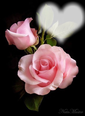 2 rosas lindas Fotomontaža