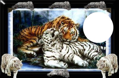 tigre et dauphin Photo frame effect