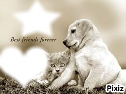 dog and cats my best friends forever Fotomontaż