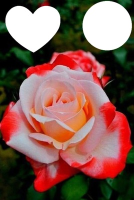 La jolie rose Photomontage