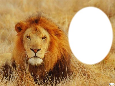 le lion 2 Fotomontage