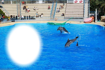 dauphins Photomontage