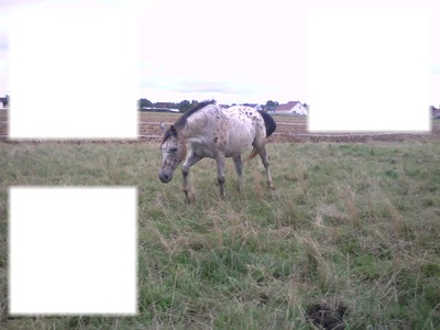 Amie des chevaux Photo frame effect