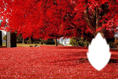 árbol rojo Montaje fotografico