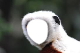 lemurien Photo frame effect