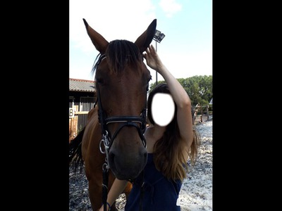 horse Photo frame effect