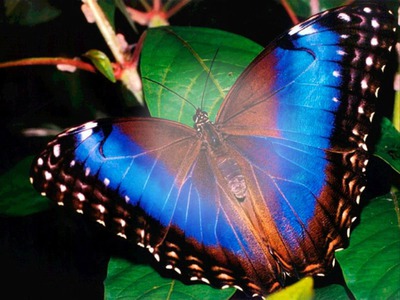 mariposa Фотомонтаж