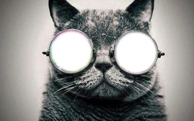 oczy kota Fotomontaż