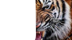 farouk tiger Photo frame effect