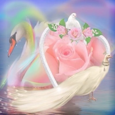 renewilly cisne paloma y rosa Photo frame effect