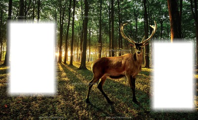 Szarvas az erdőben Photo frame effect
