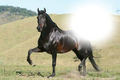 Cavalo negro Montaje fotografico