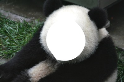 Cara de panda Fotomontagem
