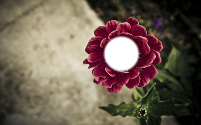 The Flower Fotomontasje