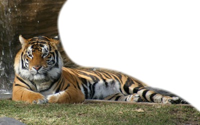 tigre couché Montaje fotografico
