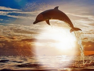 delfin Fotomontāža