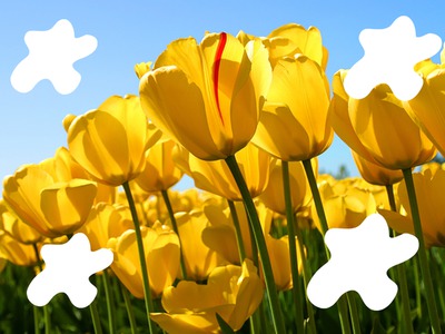 Tulipes cadre Photomontage