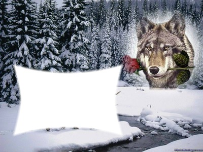 lobo en nieve Montaje fotografico