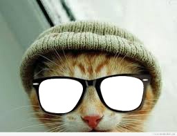 chat avec des lunettes Fotomontaža