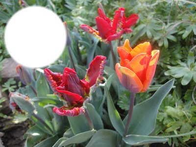 2014 04 07 Tulipes de mon jardin Fotomontaggio