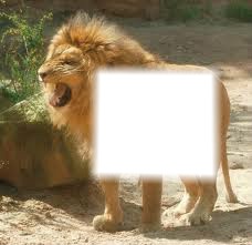 lion Φωτομοντάζ
