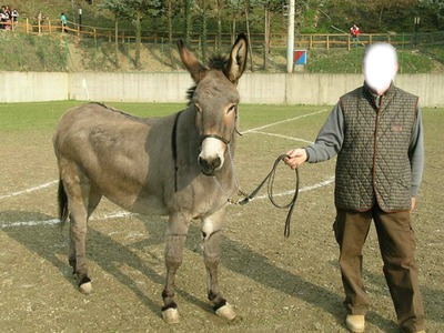 donkey Fotomontage