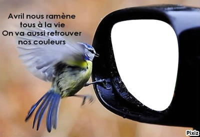 l'oiseau et le rétro Fotoğraf editörü