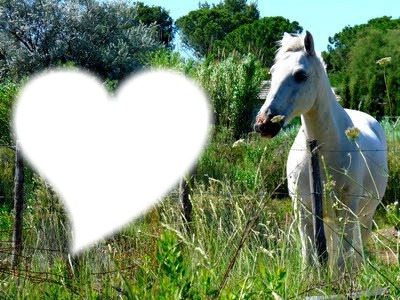 I love chevaux Photo frame effect