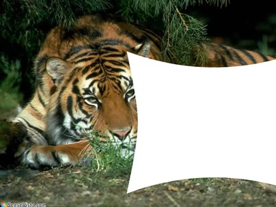 tigre 66 Photomontage