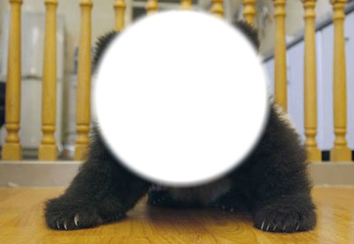 Le panda Fotomontage