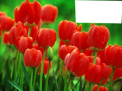 mae tulipas Photo frame effect