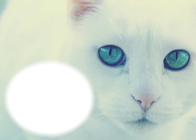 Animaux-Chat blanc aux yeux bleus Fotómontázs