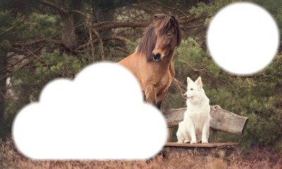 love horse Fotomontage