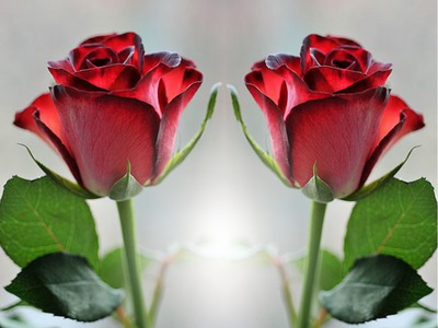 linda flores para ti Fotomontage