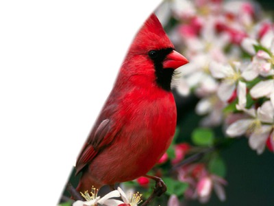 oiseau rouge Montaje fotografico