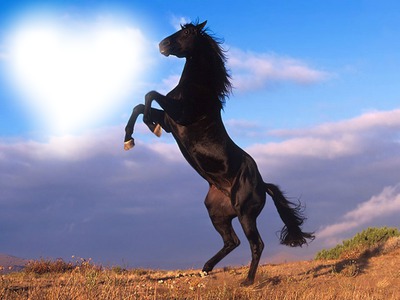 Nature cheval Fotomontagem