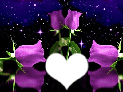 roses purple Photo frame effect