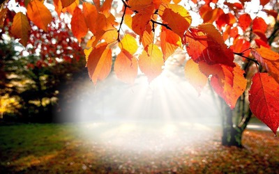Paysage d'automne Фотомонтажа