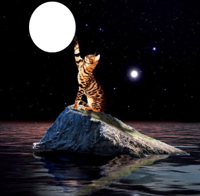 night kitty Photomontage