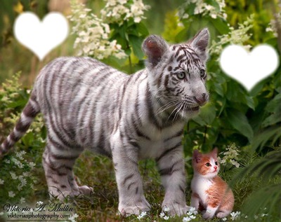 tigre et chat love Фотомонтажа