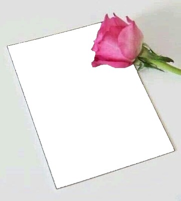 rosa rosada, sobre hoja de papel. Fotoğraf editörü