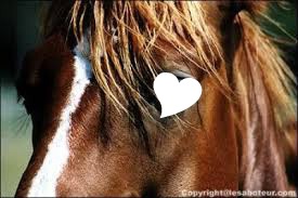 coeur cheval Fotomontagem
