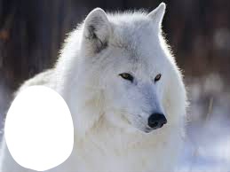 Loup blanc Fotomontāža