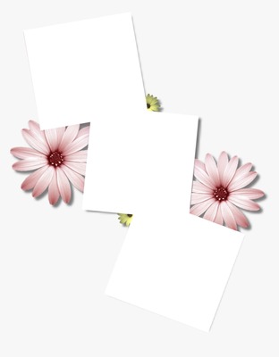 collage 3 fotos y flores lila. Photo frame effect