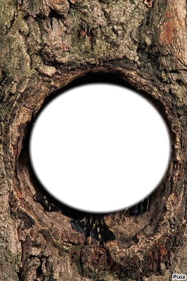 arbre Montaje fotografico