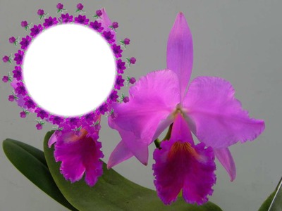 cadre orchidées Fotomontaż