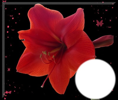 Amaryllis -rouge Fotomontage